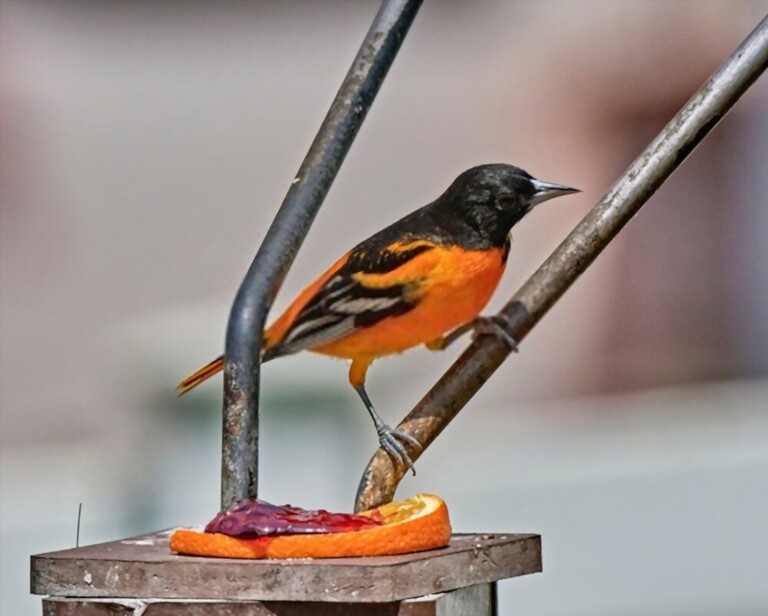 What To Feed Birds From The Kitchen What To Feed Birds From The Kitchen