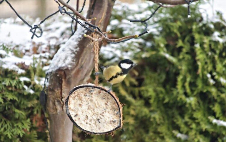 What To Feed Birds From The Kitchen What To Feed Birds From The Kitchen