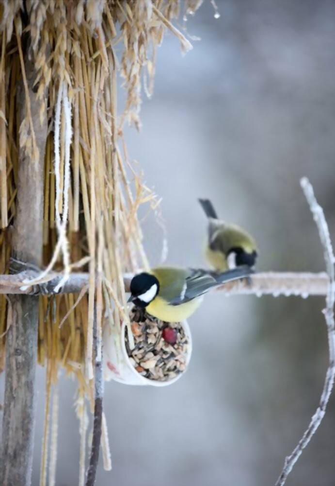 What To Feed Birds From The Kitchen What To Feed Birds From The Kitchen