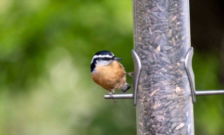 What To Feed Birds In Winter What To Feed Birds In Winter