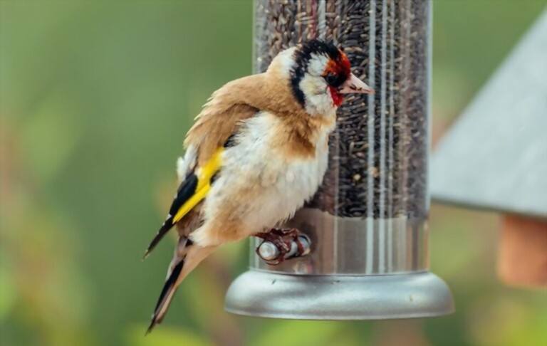 What To Feed Birds In Winter What To Feed Birds In Winter