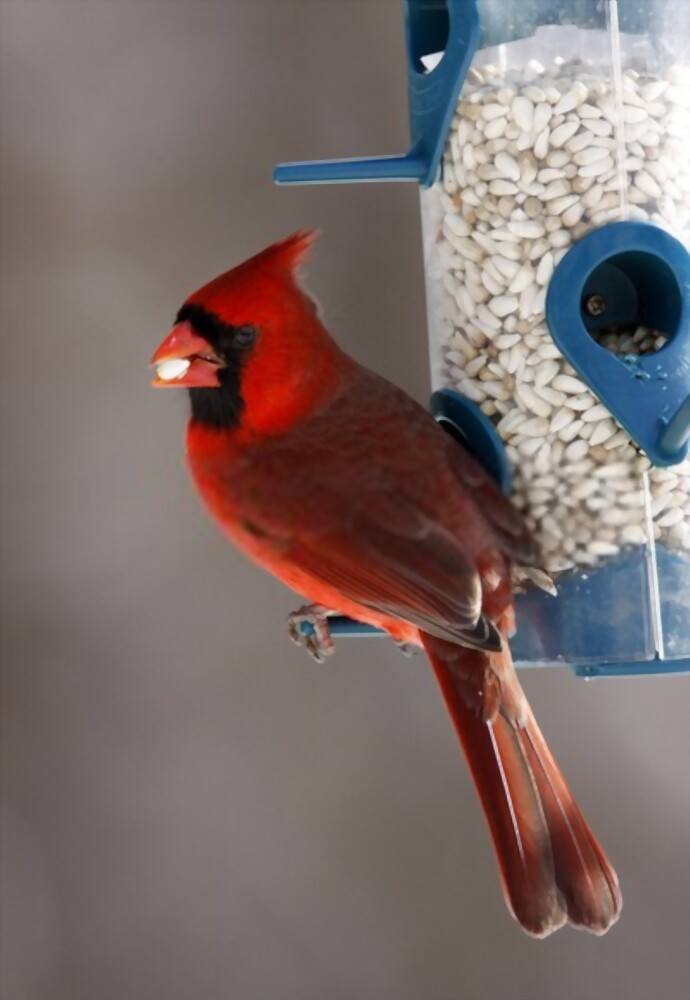 What To Feed Birds In Winter What To Feed Birds In Winter