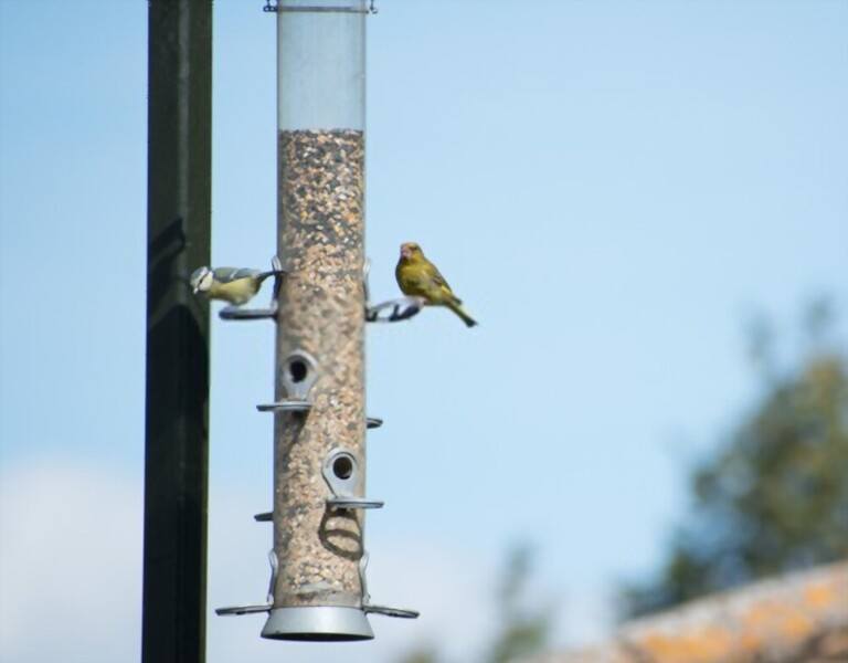 What To Feed Birds In Winter What To Feed Birds In Winter