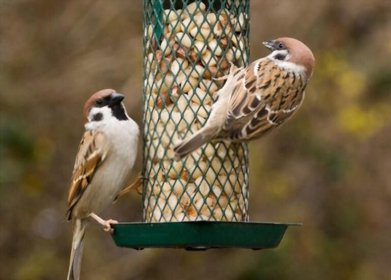 What To Feed Birds In Winter What To Feed Birds In Winter