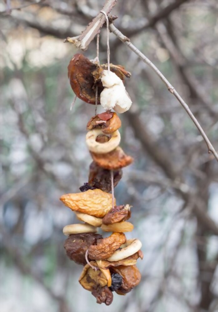 What To Feed Birds In Winter What To Feed Birds In Winter