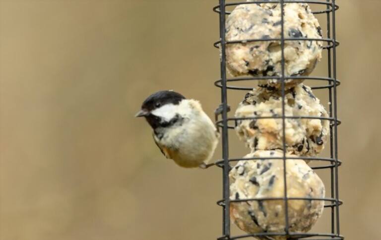 What To Feed Birds In Winter What To Feed Birds In Winter