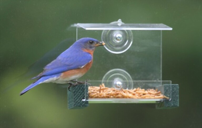 What To Feed Birds In Winter What To Feed Birds In Winter