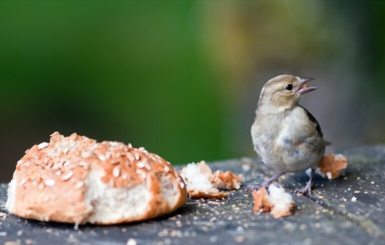 What To Feed Birds In Winter What To Feed Birds In Winter