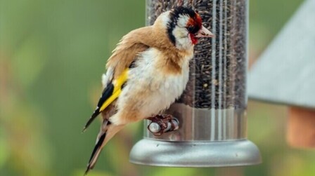 What To Feed Birds In Winter