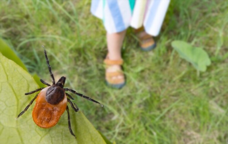 When Are Ticks Most Active? When Are Ticks Most Active?