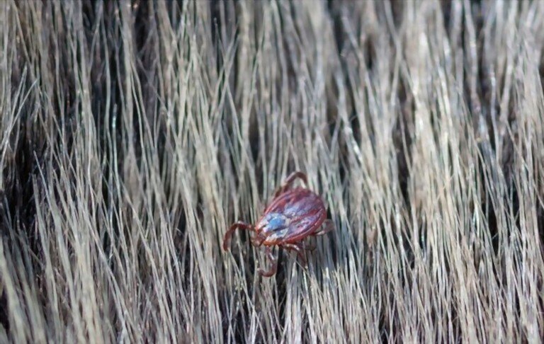 When Are Ticks Most Active? When Are Ticks Most Active?