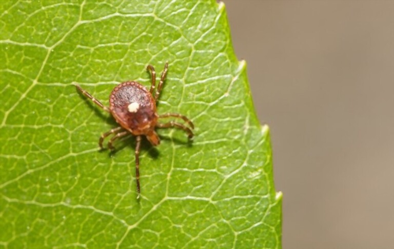 When Are Ticks Most Active? When Are Ticks Most Active?
