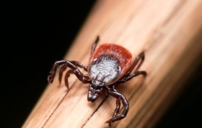 When Are Ticks Most Active? When Are Ticks Most Active?