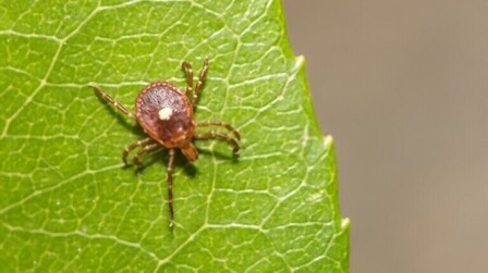 When Are Ticks Most Active?