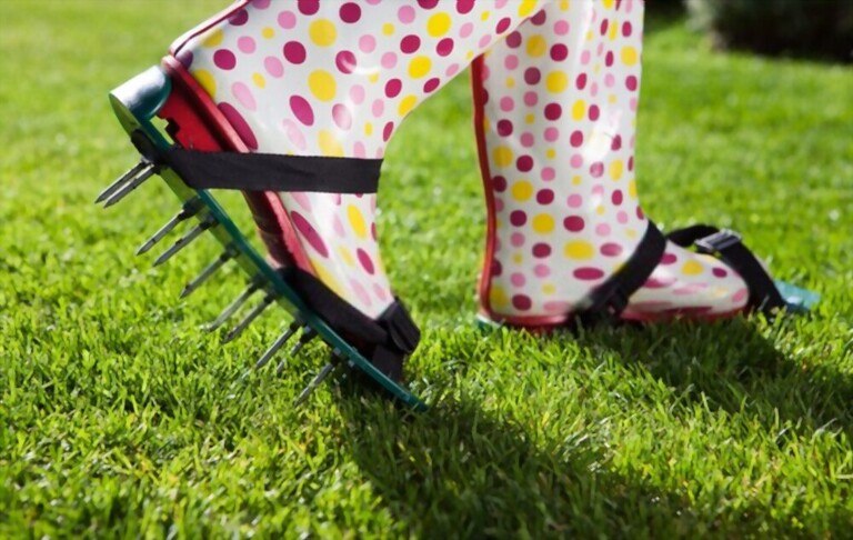 What To Do After Dethatching Lawn? What To Do After Dethatching Lawn?