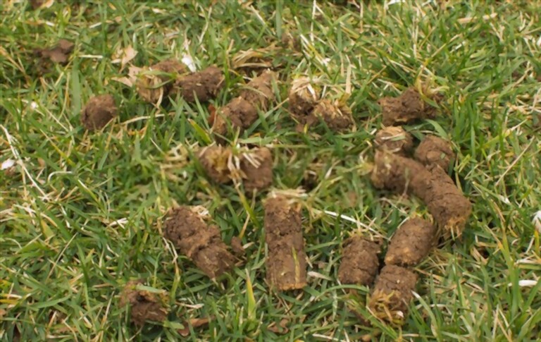 What To Do After Dethatching Lawn? What To Do After Dethatching Lawn?