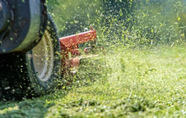 What To Do After Dethatching Lawn? What To Do After Dethatching Lawn?