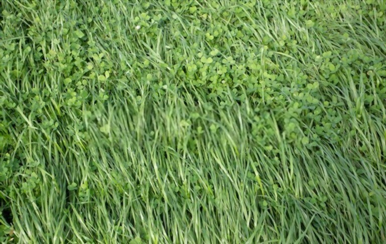What To Do After Dethatching Lawn? What To Do After Dethatching Lawn?