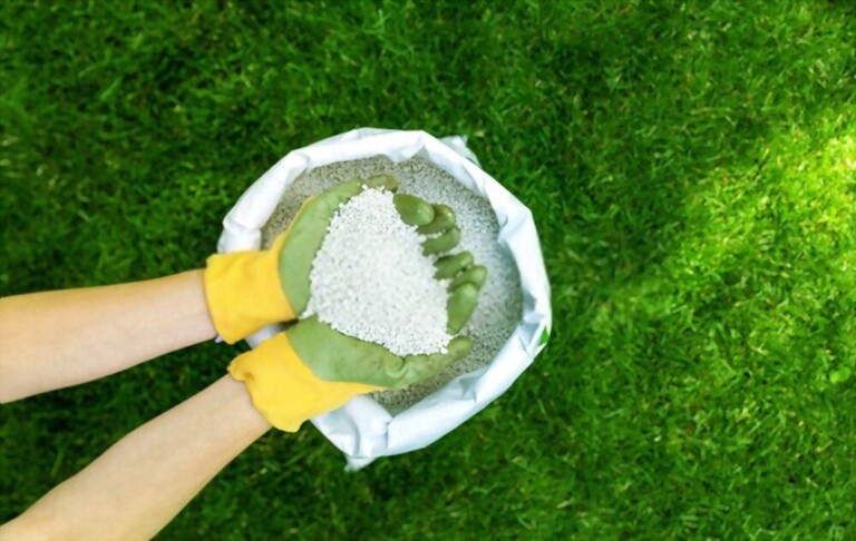 What To Do After Dethatching Lawn? What To Do After Dethatching Lawn?