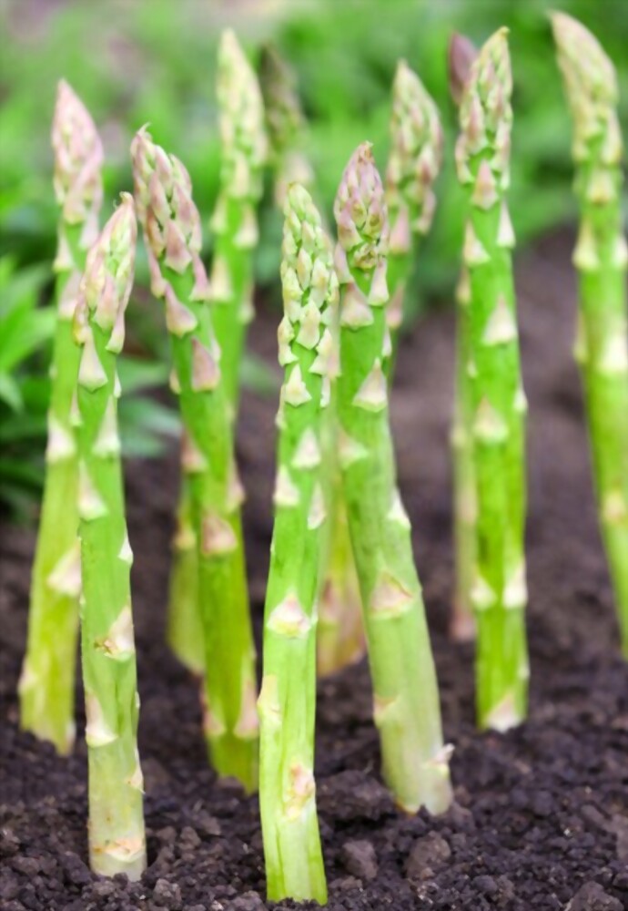 What To Plant With Tomatoes To Keep Bugs Away? What To Plant With Tomatoes To Keep Bugs Away?