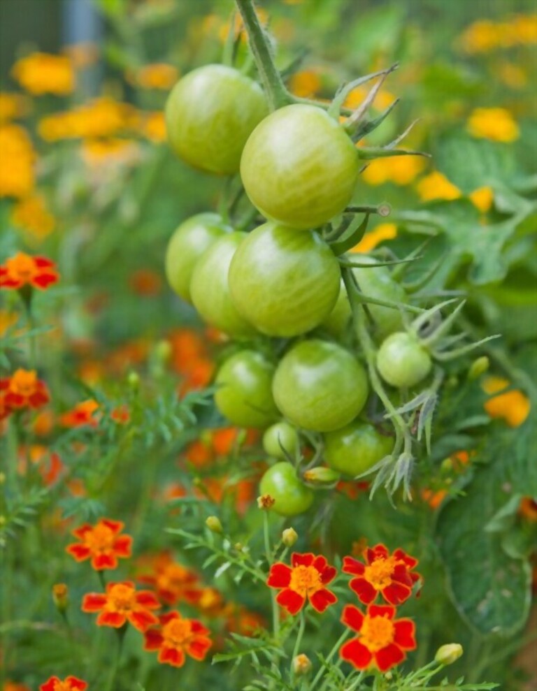 What To Plant With Tomatoes To Keep Bugs Away? What To Plant With Tomatoes To Keep Bugs Away?