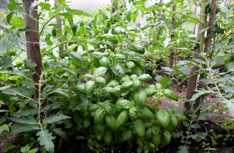What To Plant With Tomatoes To Keep Bugs Away? What To Plant With Tomatoes To Keep Bugs Away?