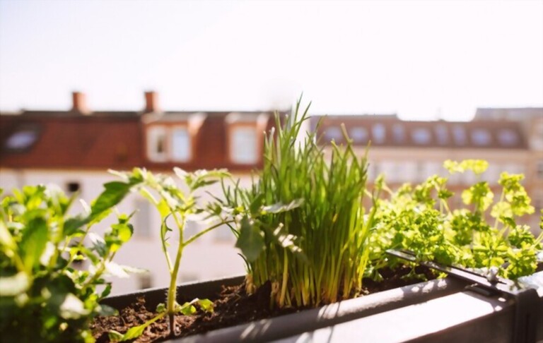 What To Plant With Tomatoes To Keep Bugs Away? What To Plant With Tomatoes To Keep Bugs Away?