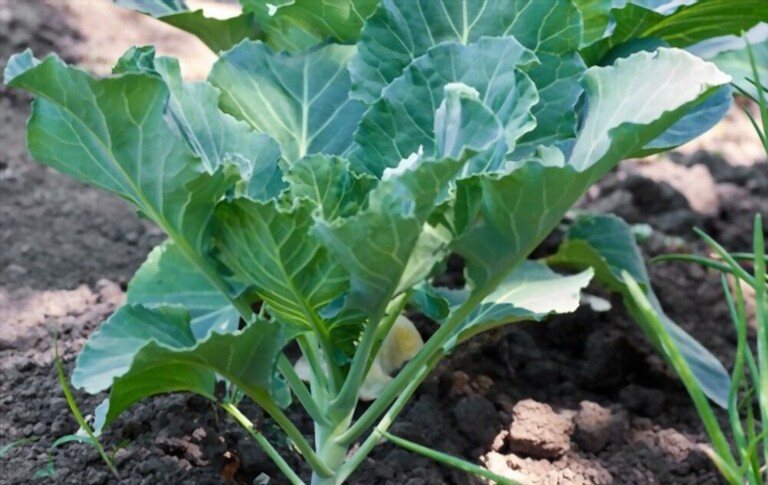 What To Plant With Tomatoes To Keep Bugs Away? What To Plant With Tomatoes To Keep Bugs Away?