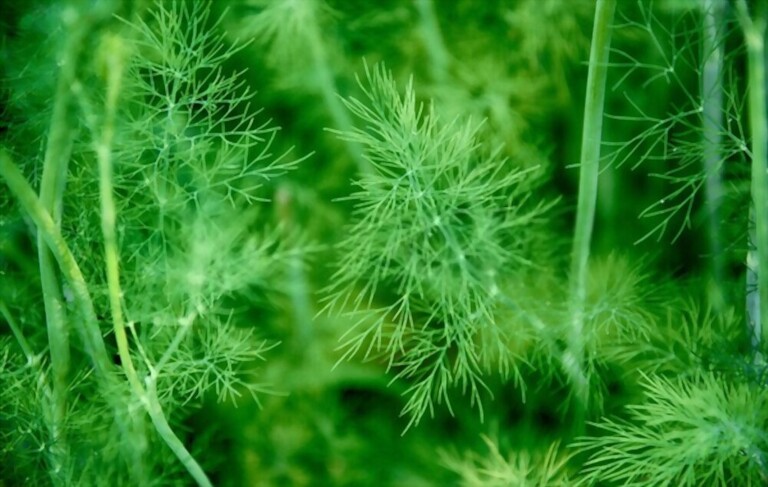 What To Plant With Tomatoes To Keep Bugs Away? What To Plant With Tomatoes To Keep Bugs Away?