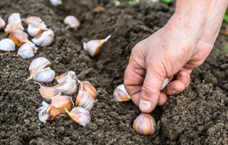 What To Plant With Tomatoes To Keep Bugs Away? What To Plant With Tomatoes To Keep Bugs Away?