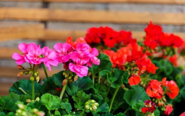 What To Plant With Tomatoes To Keep Bugs Away? What To Plant With Tomatoes To Keep Bugs Away?