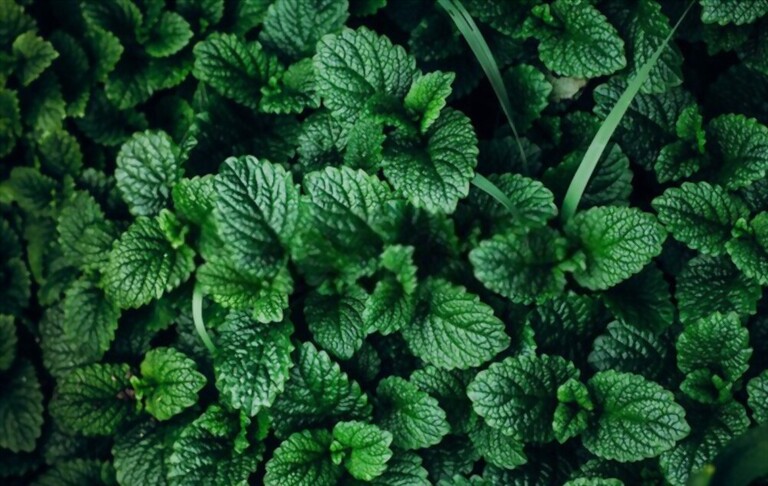What To Plant With Tomatoes To Keep Bugs Away? What To Plant With Tomatoes To Keep Bugs Away?