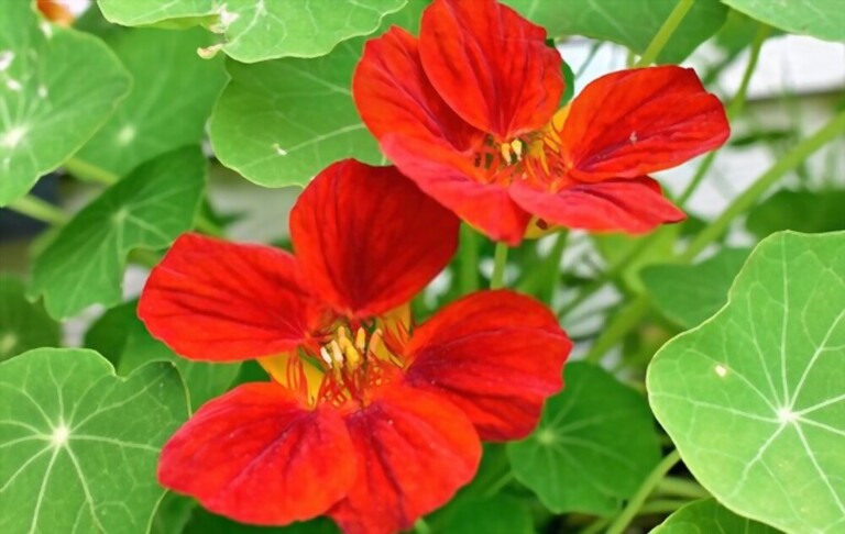 What To Plant With Tomatoes To Keep Bugs Away? What To Plant With Tomatoes To Keep Bugs Away?