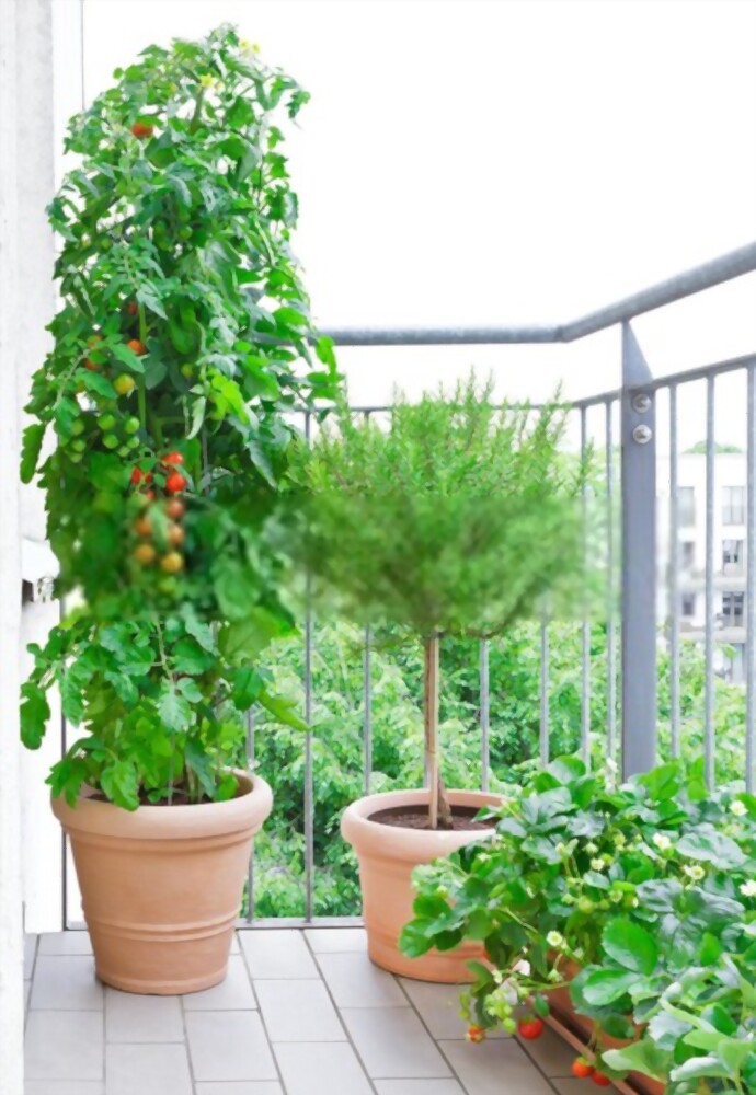 What To Plant With Tomatoes To Keep Bugs Away? What To Plant With Tomatoes To Keep Bugs Away?