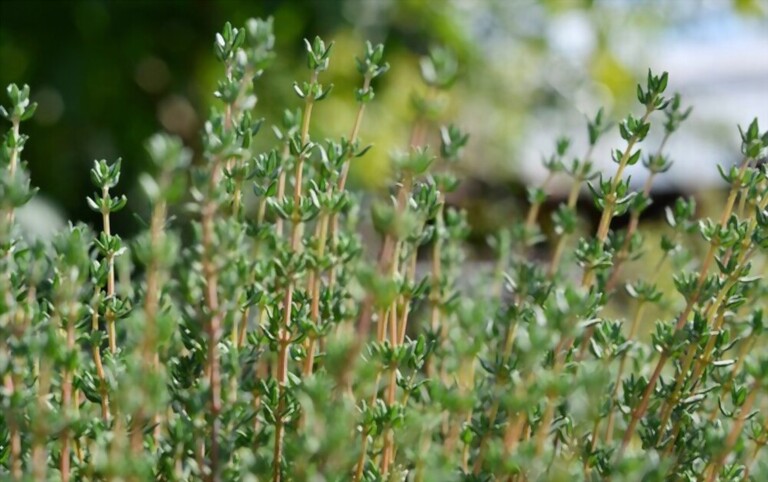 What To Plant With Tomatoes To Keep Bugs Away? What To Plant With Tomatoes To Keep Bugs Away?