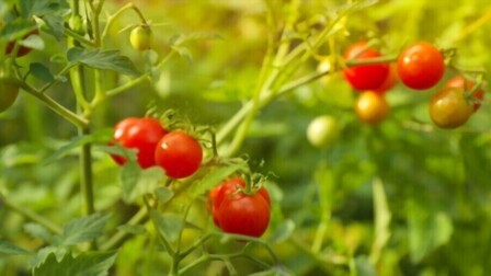 What To Plant With Tomatoes To Keep Bugs Away?
