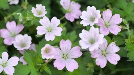 Perennial Plants For Pots In Full Sun