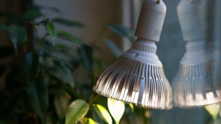 6 Best Grow Light Bulbs For Indoor Plants of 2025