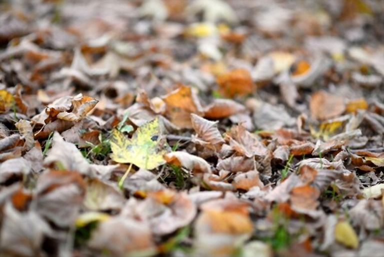 The Best Mulch For Vegetable Garden The Best Mulch For Vegetable Garden