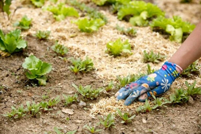 The Best Mulch For Vegetable Garden The Best Mulch For Vegetable Garden