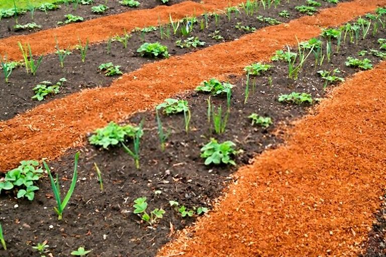 The Best Mulch For Vegetable Garden The Best Mulch For Vegetable Garden