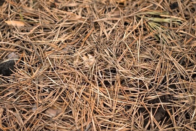 The Best Mulch For Vegetable Garden The Best Mulch For Vegetable Garden