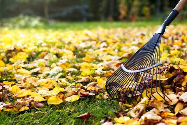 Best Way To Clean Up Leaves In A Large Yard Best Way To Clean Up Leaves In A Large Yard