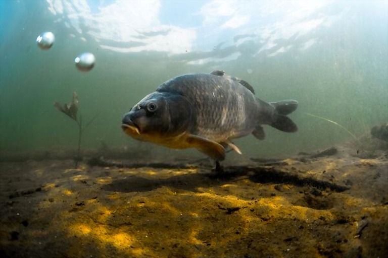 How To Build A Small Pond For Fish? How To Build A Small Pond For Fish?