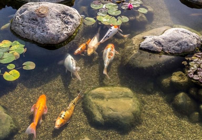 How To Build A Small Pond For Fish? How To Build A Small Pond For Fish?