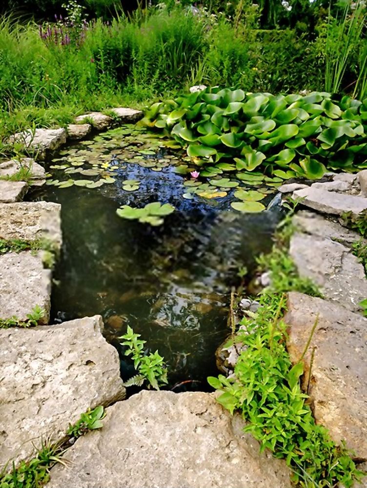 How To Build A Small Pond For Fish? How To Build A Small Pond For Fish?
