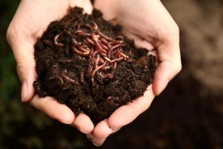 How To Mulch Flower Beds? How To Mulch Flower Beds?