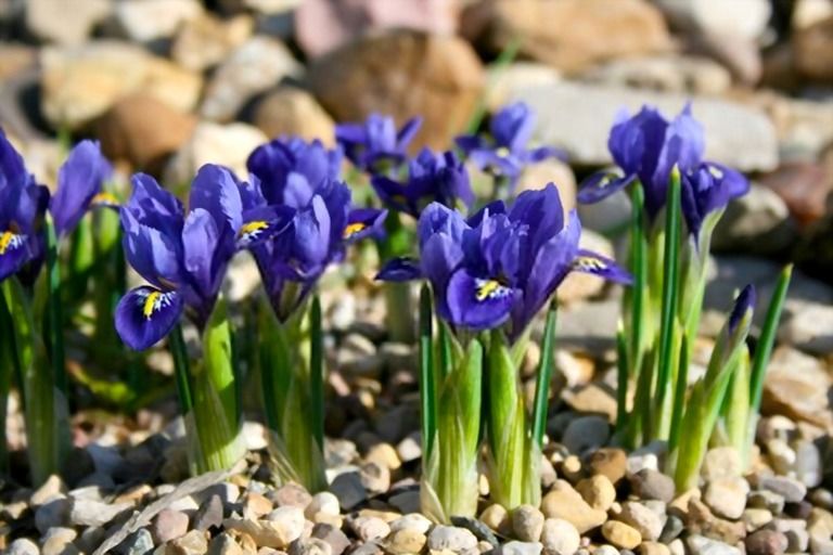 How To Mulch Flower Beds? How To Mulch Flower Beds?