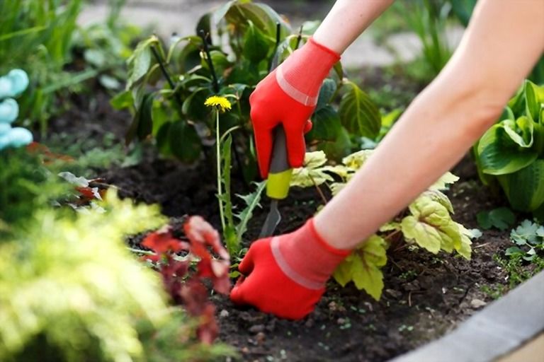 How To Mulch Flower Beds? How To Mulch Flower Beds?