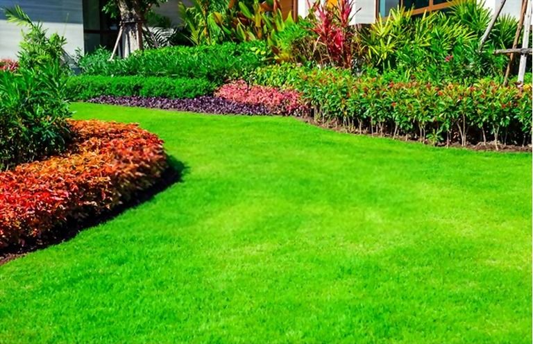 How To Make Your Grass Greener And Thicker? How To Make Your Grass Greener And Thicker?